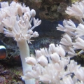 My 29 gallon reef tank