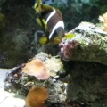 Badd Azz Clownfish