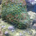 Zooanthids