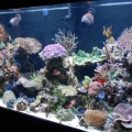ReefSalt`s 265 Reef