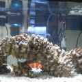 First saltwater tank