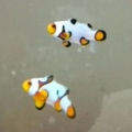 New Picasso Clowns