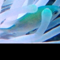 Chromis hosting a Condy