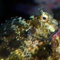 Lawnmower Blenny