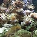 reef_1