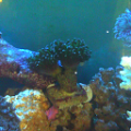 frogspawn