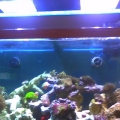 MY 75 GALLON BABY