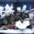 My 80 Gal Bow Front