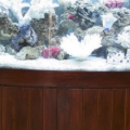 Fish_2b