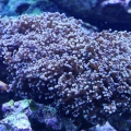 Wall Frogspawn