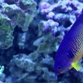 Coral Beauty