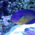 Coral Beauty