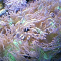 elegance coral