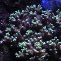 Favorite stony coral