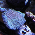 My favorite fish