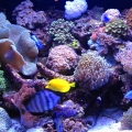 My tank