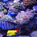 my tank