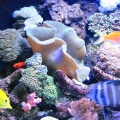 my tank
