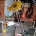 How to remove fish from a reef tank