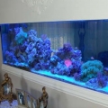 125 Gallon Tank