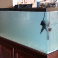 fish_tank_day_1