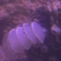 is this bad for my tank