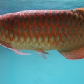 Top quality Chili Red Arowana fish and many others for sale