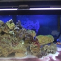 algae1