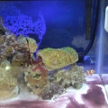 algae2