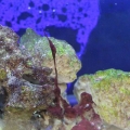 algae3