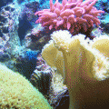 Rose Anemone