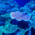 Jeff's Red Candy Cap Coral