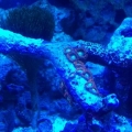 Jeff's Sunrise Supernova Colony Polyp