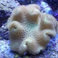 Jeff's Yellow Fiji Leather Coral.