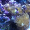 Jeff's Yellow Polyp Coral.