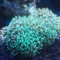 Jeff's Green Star Polyp Coral.