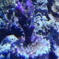Jeff's Northwoods Tri-color Acropora.