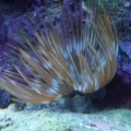 Jeff's Feather Duster.