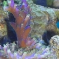 Jeff's Northwoods Tri-color Acropora.