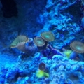 Palythoa Grandis, Yellow Polyp and something else.
