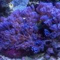 Jeff's Blue Waving Hands Coral.