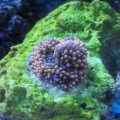 Jeff's Blue/Orange Ricordea.