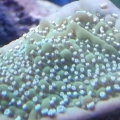 Jeff's Neon Polyp True Undata.