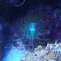 Jeff's Green Polyp Duncan.