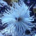 White Feather Duster.