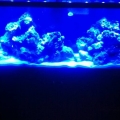 Loving the actinics