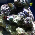 Sailfin