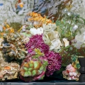 BioCube