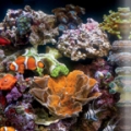 BioCube
