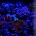 BioCube